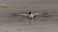 Oyster Catcher