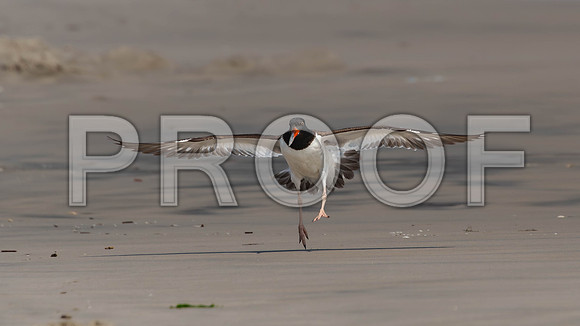 Oyster Catcher