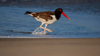 Oyster Catcher