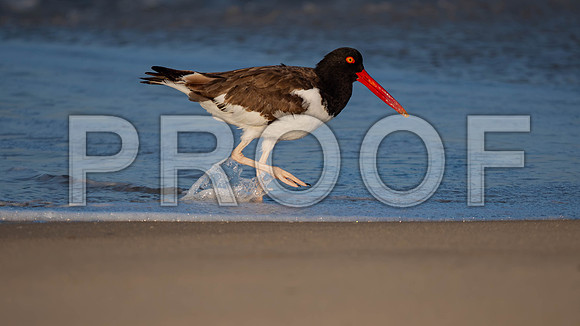 Oyster Catcher