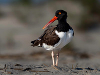Oyster Catcher