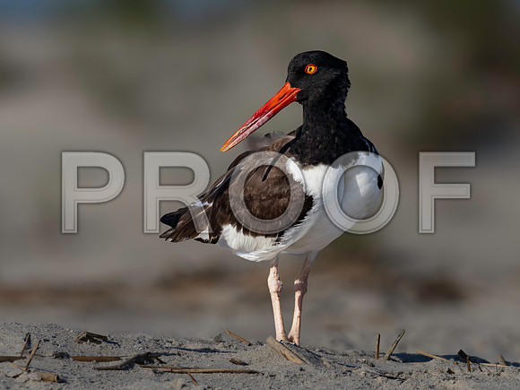 Oyster Catcher