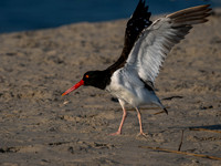 Oyster Catcher