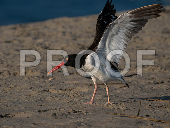 Oyster Catcher