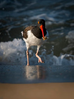 Oyster Catcher-3