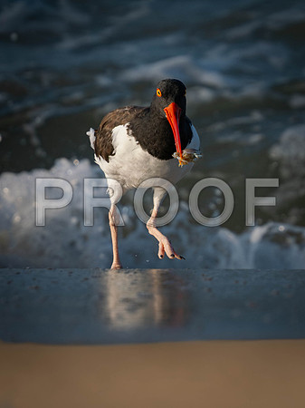 Oyster Catcher-3