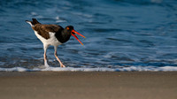 Oyster Catcher-2