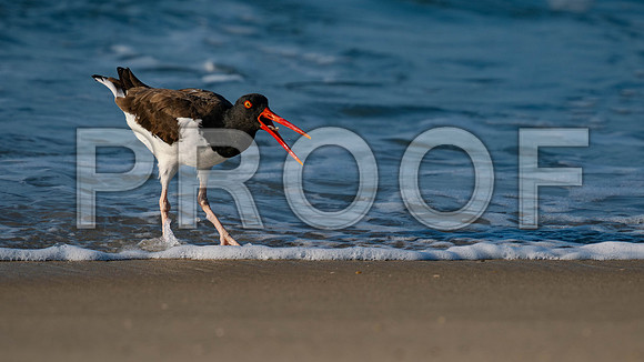 Oyster Catcher-2