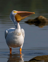 Pelican, White-4