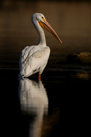 Pelican, white