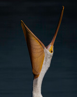 Pelican, white-3