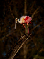 Roseate Spoonbill