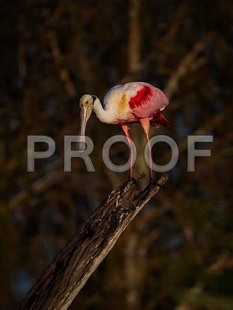 Roseate Spoonbill-4