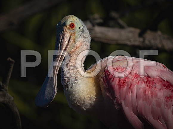 Roseate Spoonbill-2
