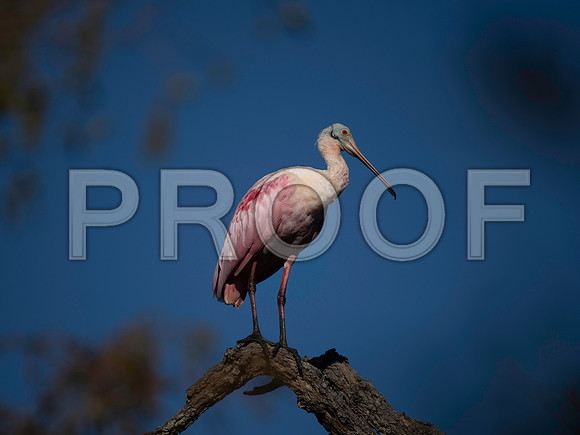 Roseate Spoonbill