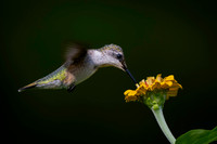 Hummingbird, yellow flower