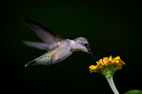 Hummingbird, yellow flower wings back