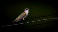 Hummingbird on fence