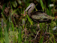 Ibis, Glossy