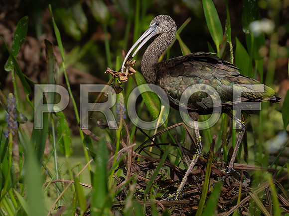 Ibis, Glossy