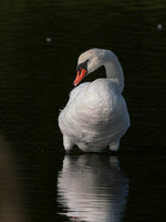 Swan, Muted-2
