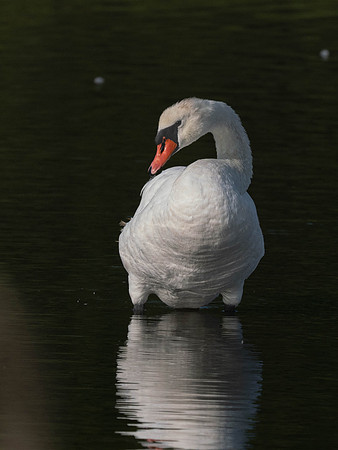 Swan, Muted-2