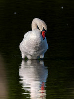 Swan, Muted-3