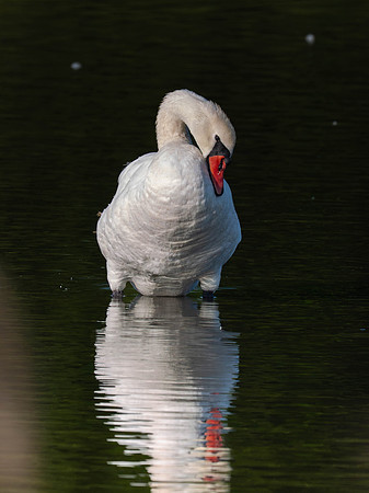 Swan, Muted-3