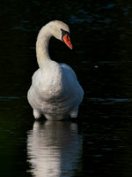 Swan, Muted-4