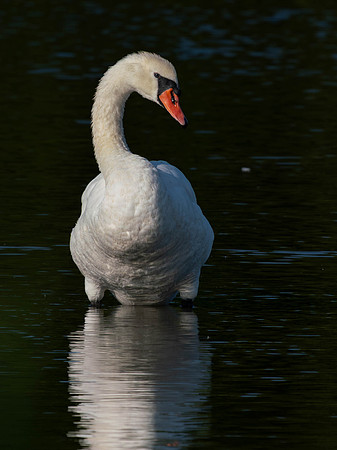 Swan, Muted-4