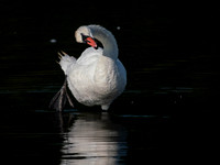 Swan, Muted-5