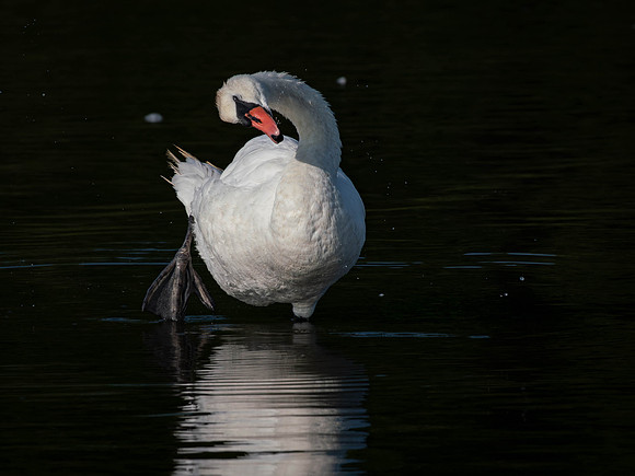 Swan, Muted-5