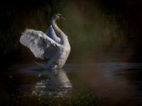 Swan, Mute, Cape May-4
