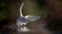 Swan, Mute