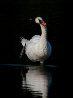 Swan, Muted-6