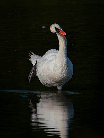 Swan, Muted-6