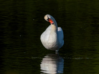 Swan, Muted-7