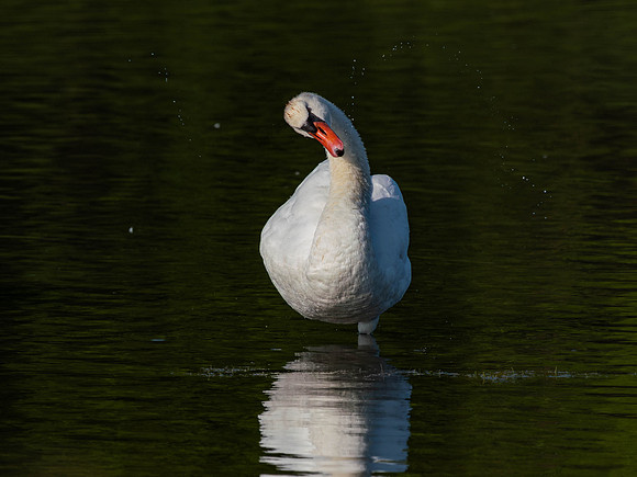 Swan, Muted-7
