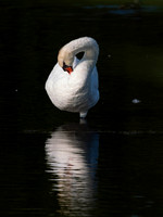 Swan, Muted