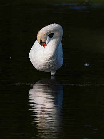 Swan, Muted