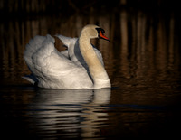 Swann, Mute