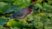 Heron, Green-2