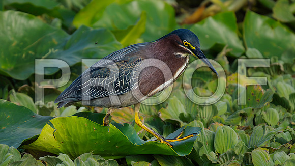 Heron, Green-2