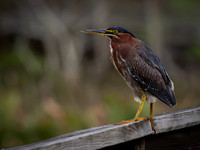 Heron, Green