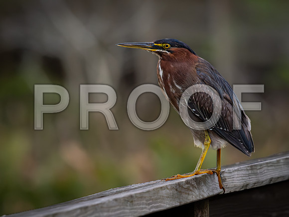 Heron, Green-3