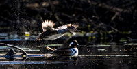 Hooded Merganser, female