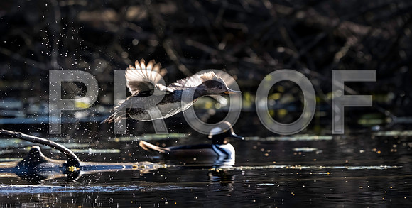 Hooded Merganser, female