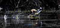 Hooded Merganser