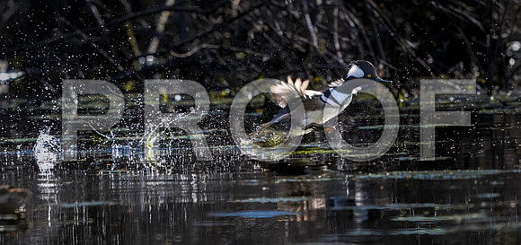 Hooded Merganser