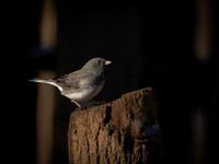 Junco, Dark Eyed, Backyard